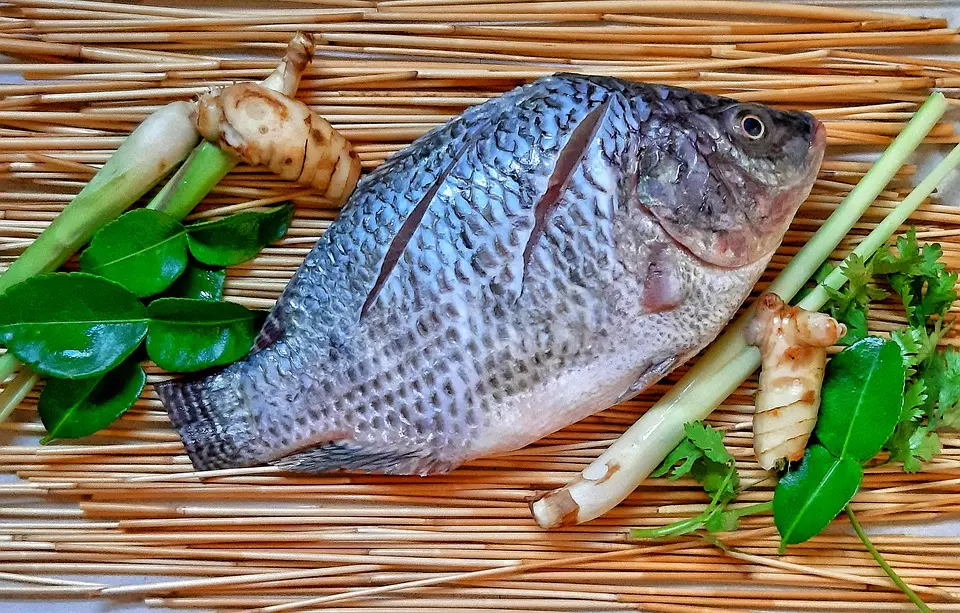 THE BENEFITS OF TILAPIA FISH